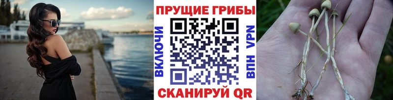 Купить  Шебекино  Псилоцибиновые грибы Magic Shrooms 