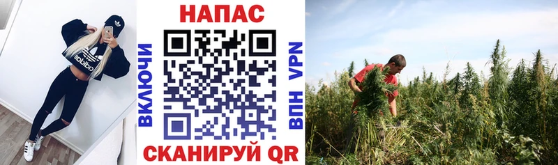 Канабис MAZAR  Купить закладки  Шебекино 